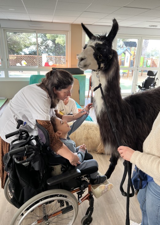 Des lamas à l'Institut OLBIA !